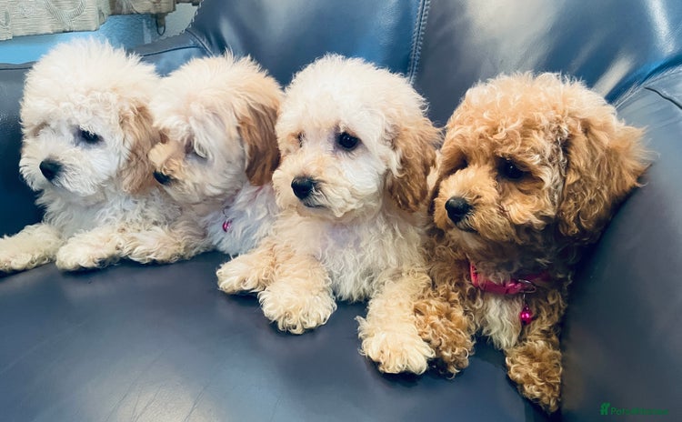 Maltipoo dogs - Advert 1