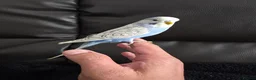 Budgerigars birds for sale: Beautiful Hand-Tamed Baby Budgies - For sale - Advert 5