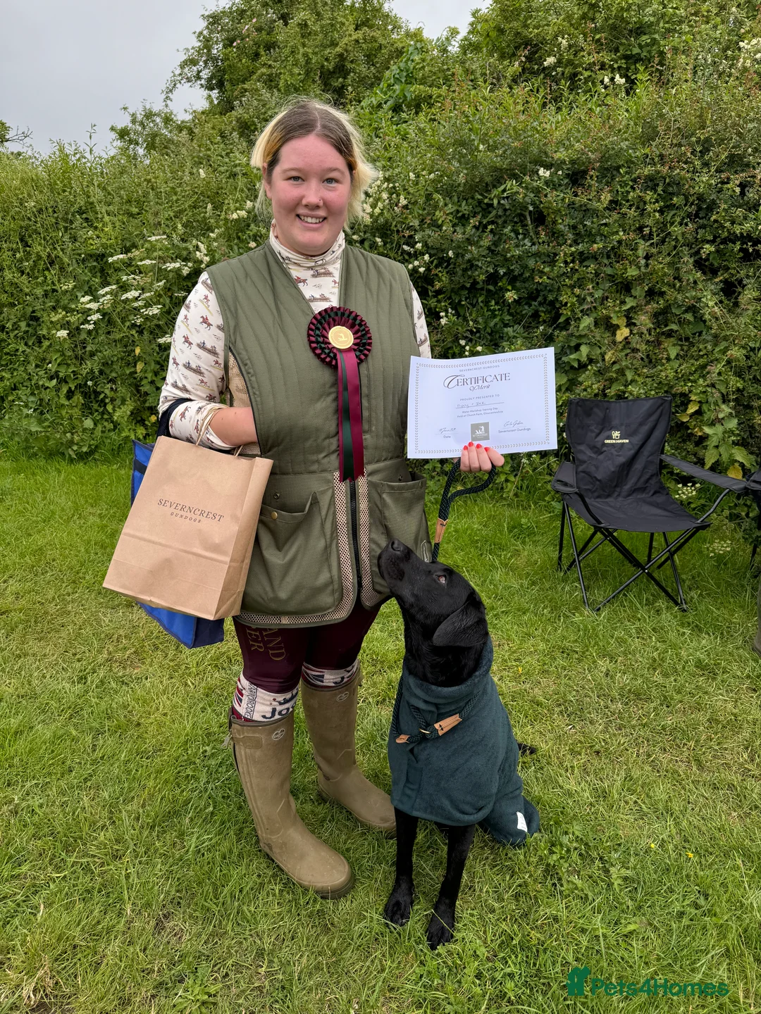 Labrador Retriever dogs for stud: FTCH sired superb lines absolute gent  in Droitwich - Advert 7
