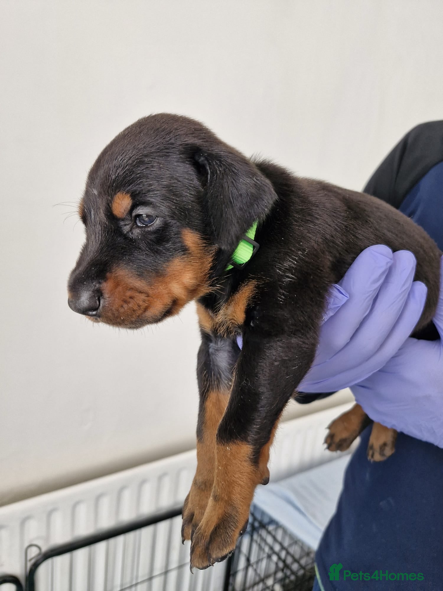 Dobermann dogs ⭐️⭐️⭐️⭐️⭐️ KC Reg European Dobermann puppies - Advert 2