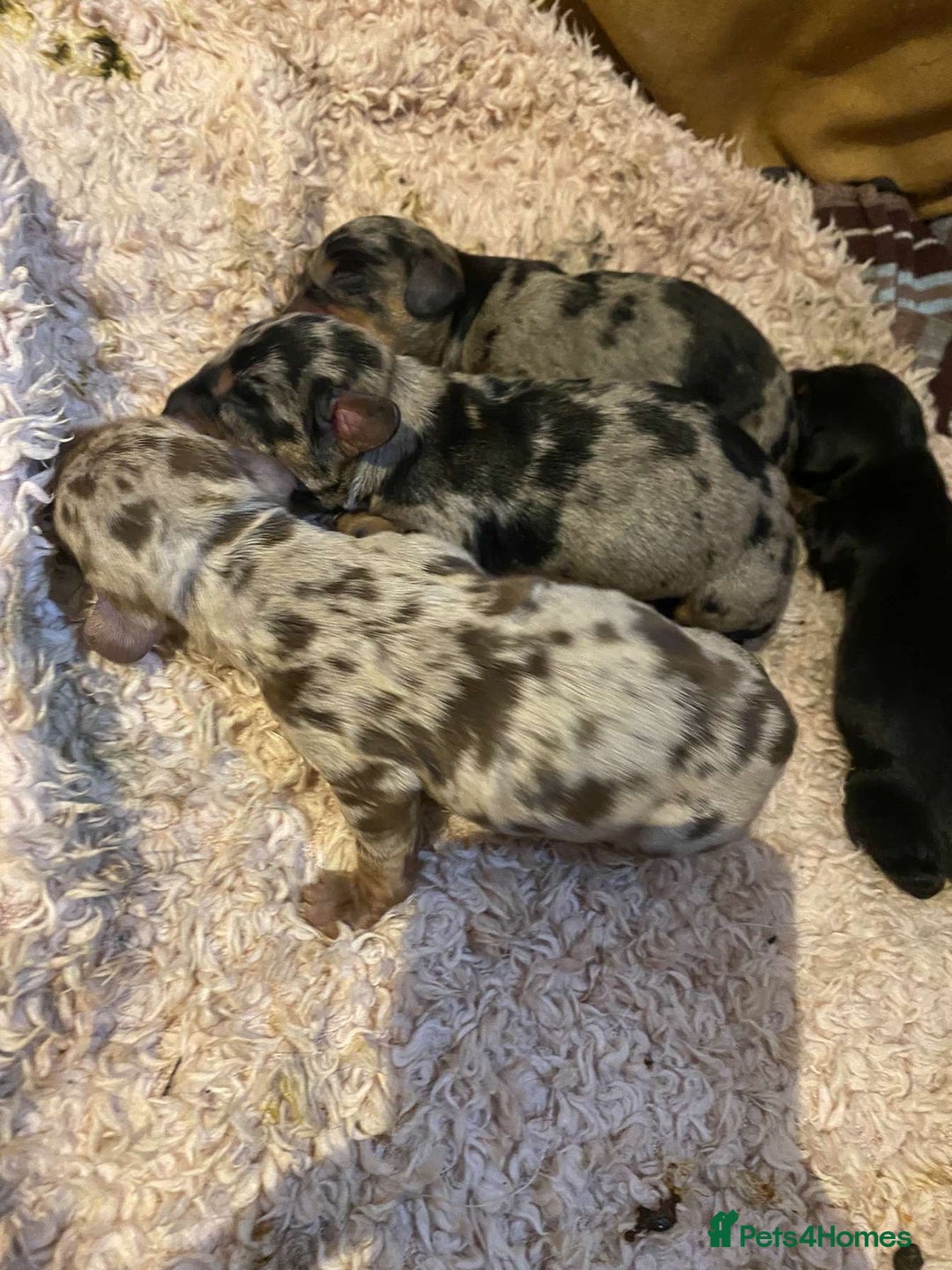 Miniature Dachshund dogs for stud: PROVEN-KC STUD minature smooth haired dachshund in Catterick Garrison - Image 7