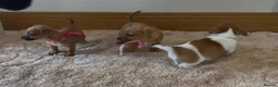 Jack Russell dogs for sale: Jack Russell puppies in Darwen - Advert 16