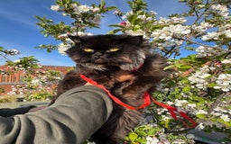 Persian cats for stud: Tongue Out, Tail Up—Let’s Play Forever! - Image 5
