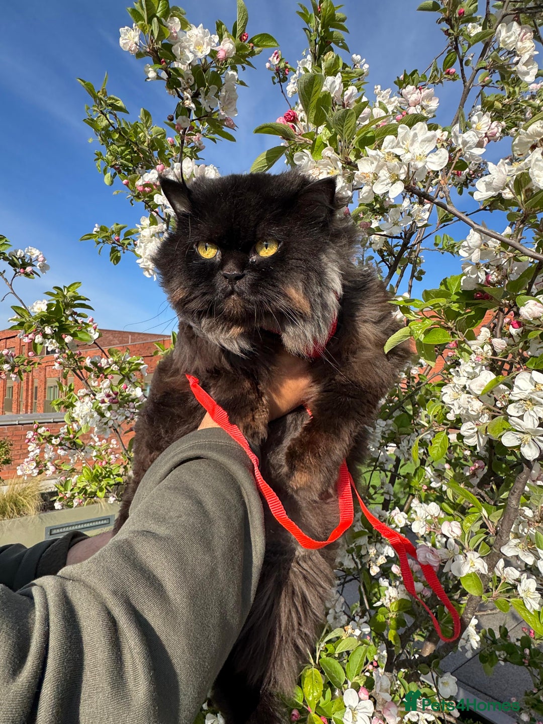 Persian cats for stud: Tongue Out, Tail Up—Let’s Play Forever! - Image 5