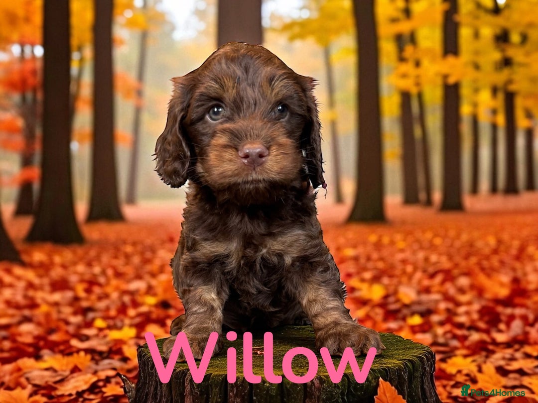 Cockapoo dogs for sale: *READY MONDAY* girls F1 CHOCOLATE DNA CLEAR  - Image 7