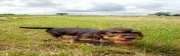 Mixed Breed dogs for sale: Beautiful litter of cockels  in Thirsk - Advert 3