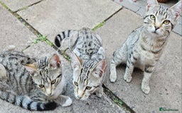 Domestic Shorthair cats for sale: 4 kittens for sale - Image 3