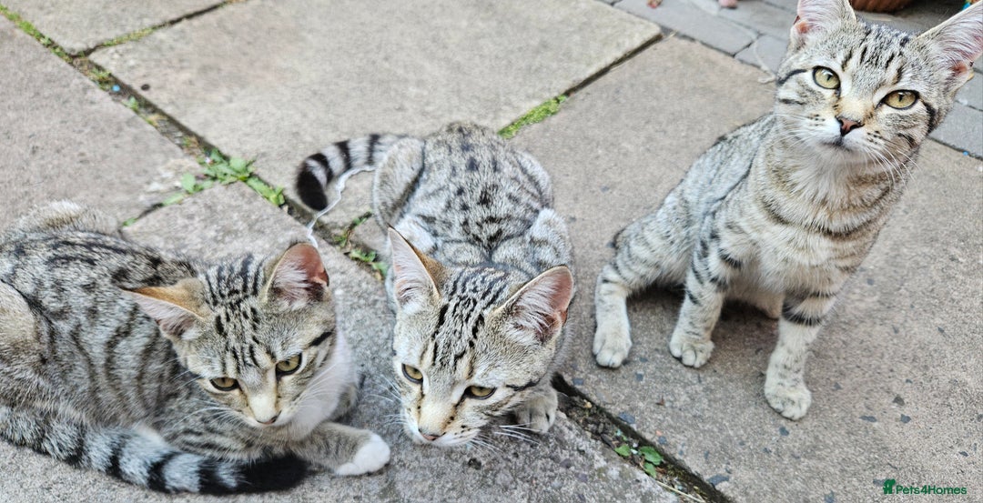 Domestic Shorthair cats for sale: 4 kittens for sale - Image 3