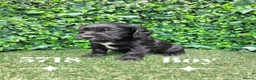 Cocker Spaniel dogs for sale: Beautiful Cocker spaniel  - Advert 2