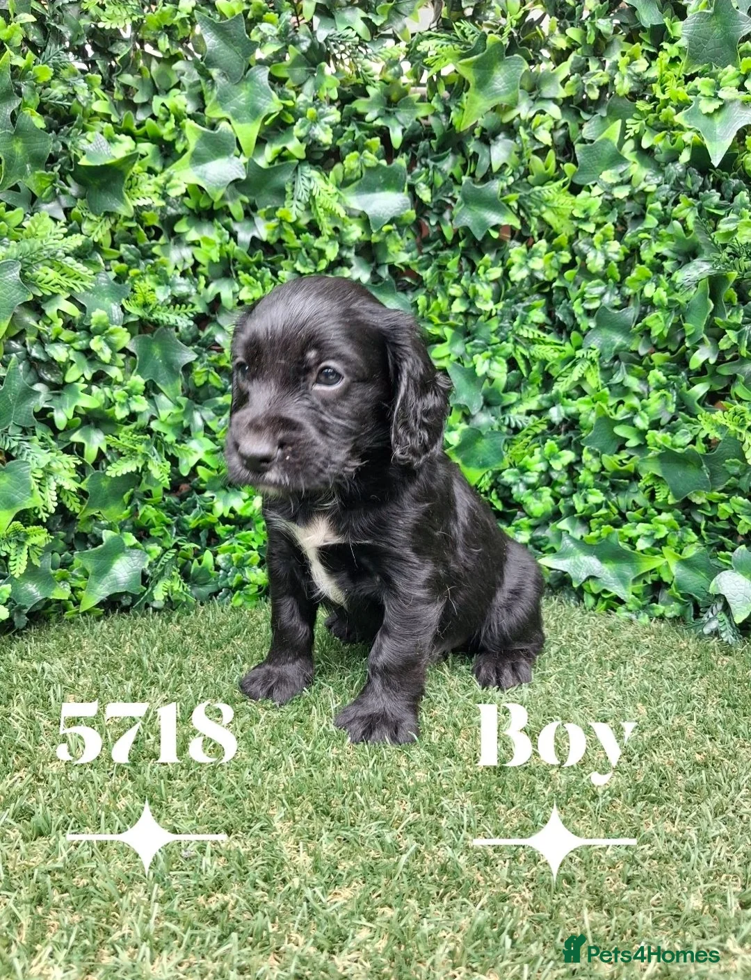 Cocker Spaniel dogs for sale: Beautiful Cocker spaniel  - Advert 2