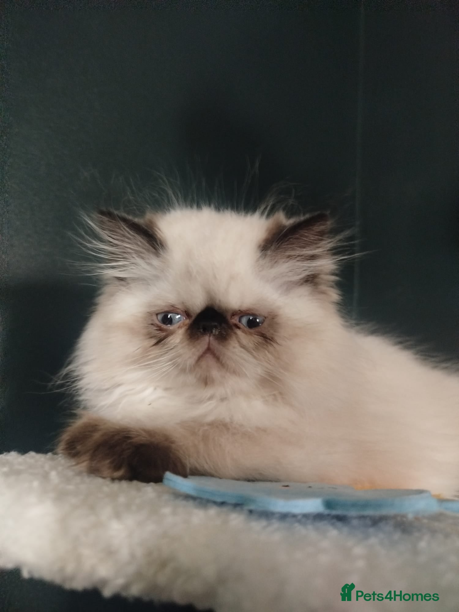 Persian cats Stunning Himalayan exotic boy kitten  - Advert 1
