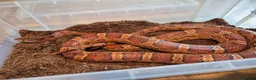 Corn Snake reptiles for sale: 5 Corn Snakes ready to leave  in Wisbech - Advert 8