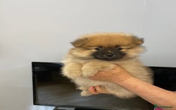Pomeranian dogs for sale: Beautiful Full Pedigree Pomeranians - Image 2