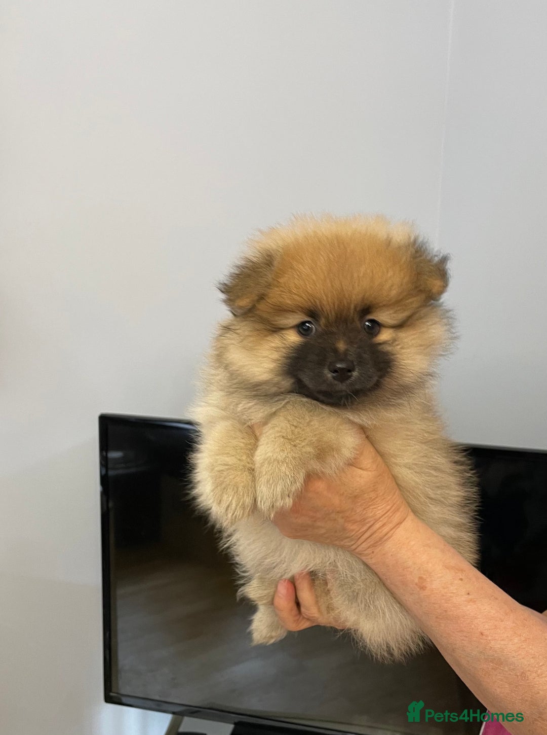 Pomeranian dogs for sale: Beautiful Full Pedigree Pomeranians - Image 2