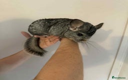 Chinchilla rodents for sale: Bonded mother and daughter chinchillas  - Image 4