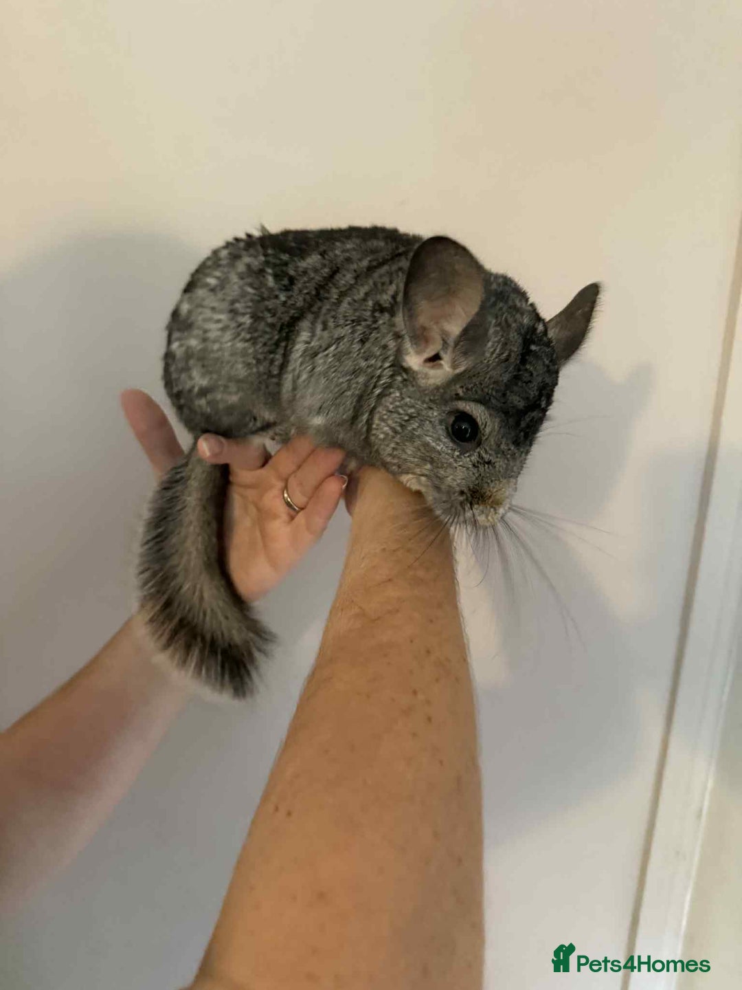 Chinchilla rodents for sale: Bonded mother and daughter chinchillas  - Image 4