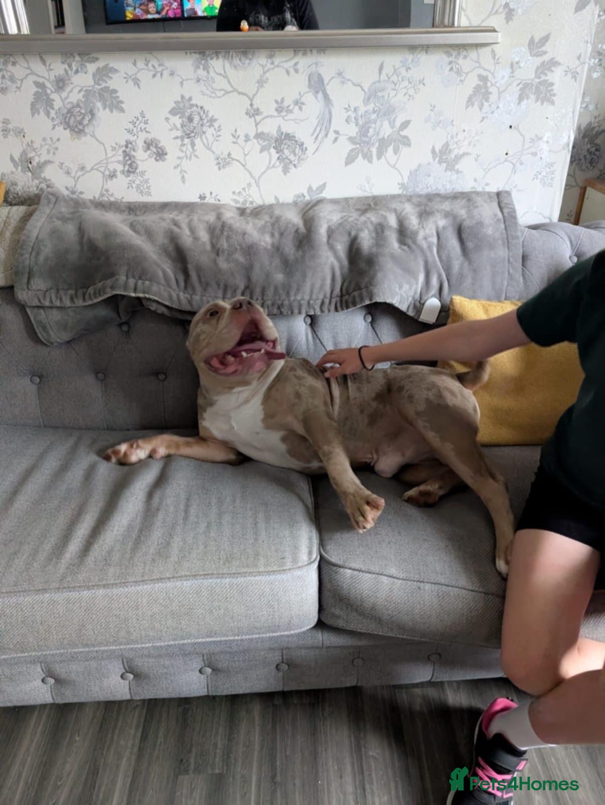 Mixed Breed dogs Luchi  pocket bully  - Advert 1