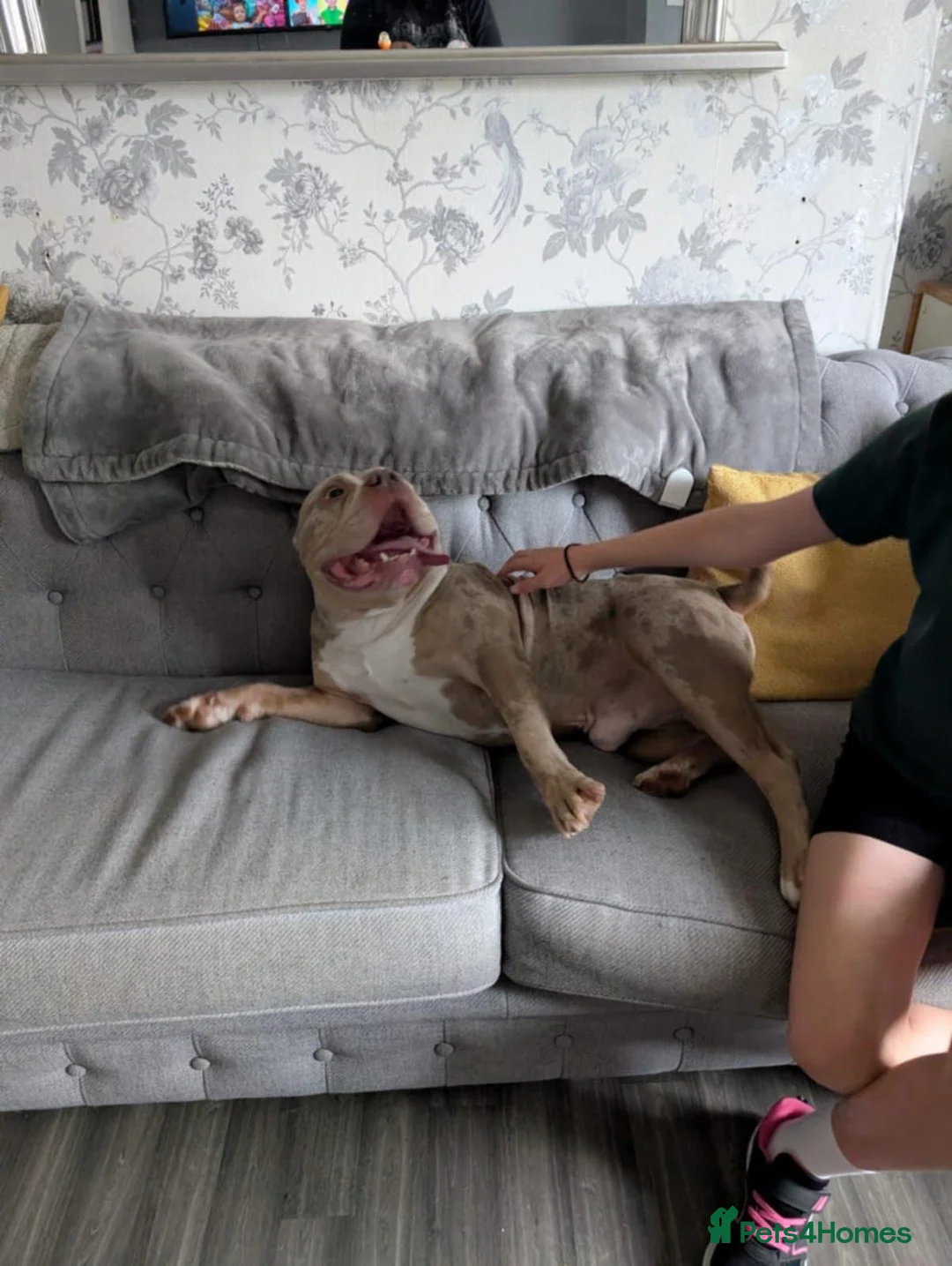 Mixed Breed dogs for sale: Luchi  pocket bully  - Advert 1