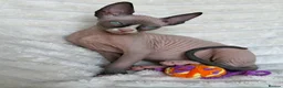 Sphynx cats for sale:  A Very Special Little Girl – Now Available  - Advert 7