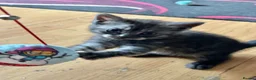 Mixed Breed cats for sale: 5 BEAUTIFUL KITTENS  in Derby - Advert 11