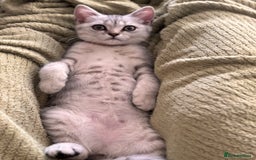 British Shorthair cats for sale: ✨LAST KITTEN LEFT✨OPEN TO OFFERS FOR RIGHT HOME✨ - Image 12