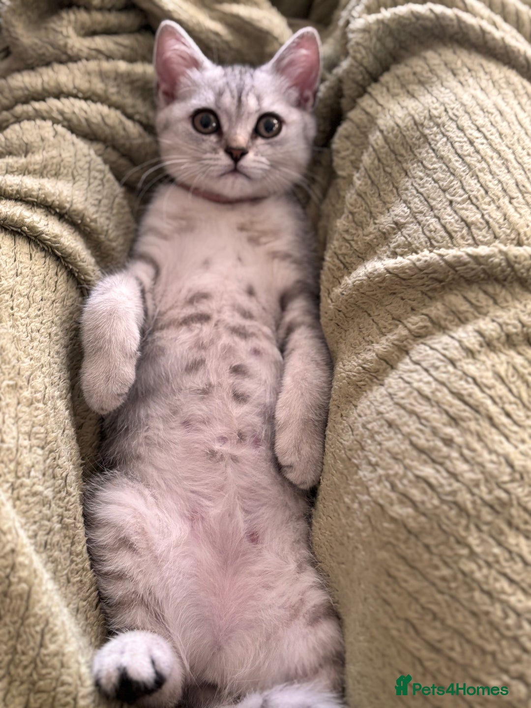 British Shorthair cats for sale: ✨LAST KITTEN LEFT✨OPEN TO OFFERS FOR RIGHT HOME✨ - Image 12