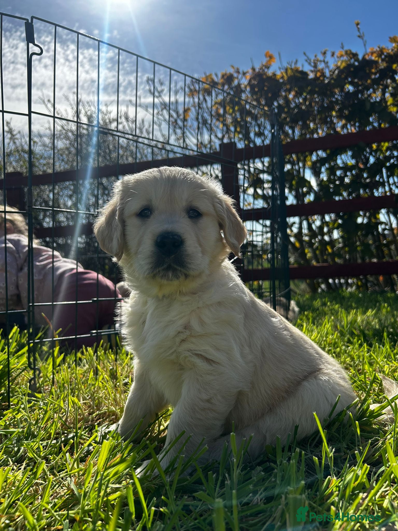 Golden Retriever dogs Golden Retriever Puppies Ready 13 April - Advert 2