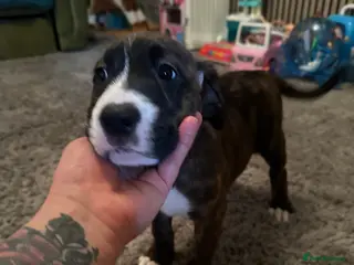 Mixed Breed dogs Lab- Cane Corso Puppies Looking for Loving Homes - Advert 3