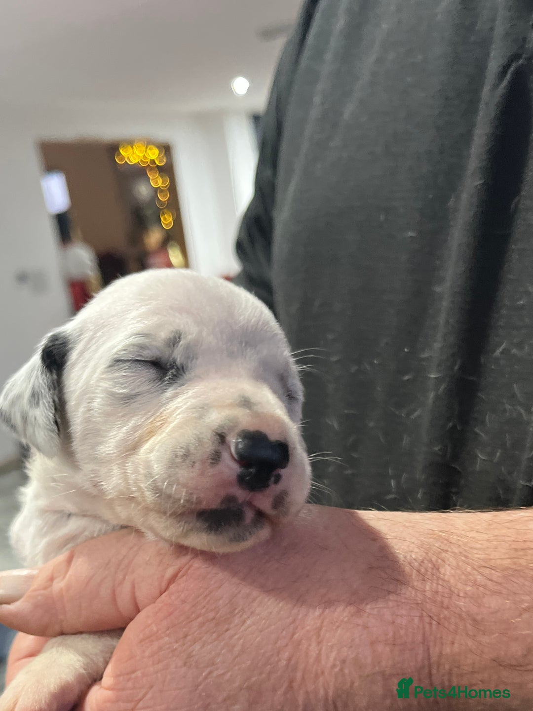 Dalmatian dogs for sale: Top quality Dalmatian puppies 5* homes  - Advert 10