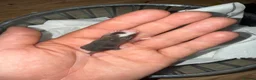 Mouse rodents for sale: Loads of females and males - Advert 8