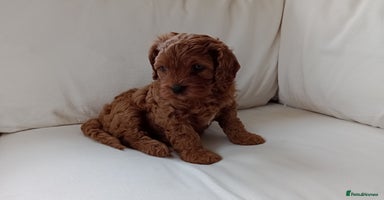 Cavapoo dogs - Advert 14