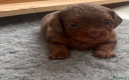 Miniature Dachshund dogs for sale: 3 Beautiful miniature longhair dachshund puppies - Image 4