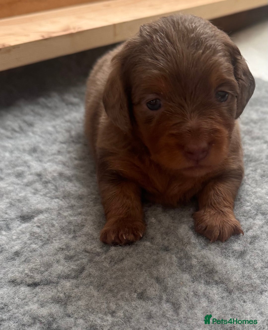 Miniature Dachshund dogs for sale: 3 Beautiful miniature longhair dachshund puppies - Image 4