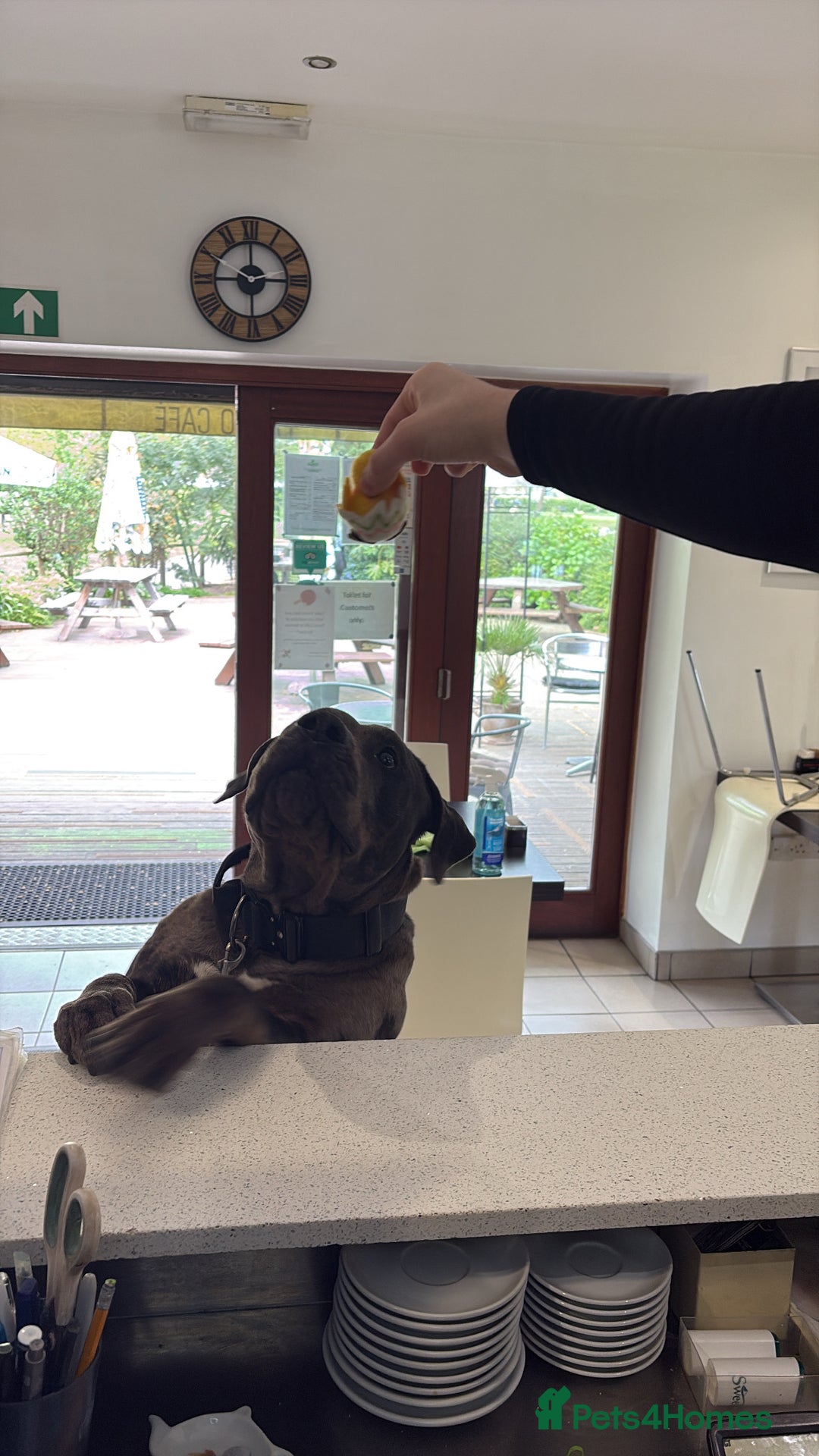 Cane Corso dogs for sale: 2 year old Cane corso - Image 3