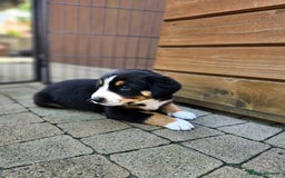 Entlebucher Mountain Dog dogs for sale: Entlebucher Mountain Dog - Image 24