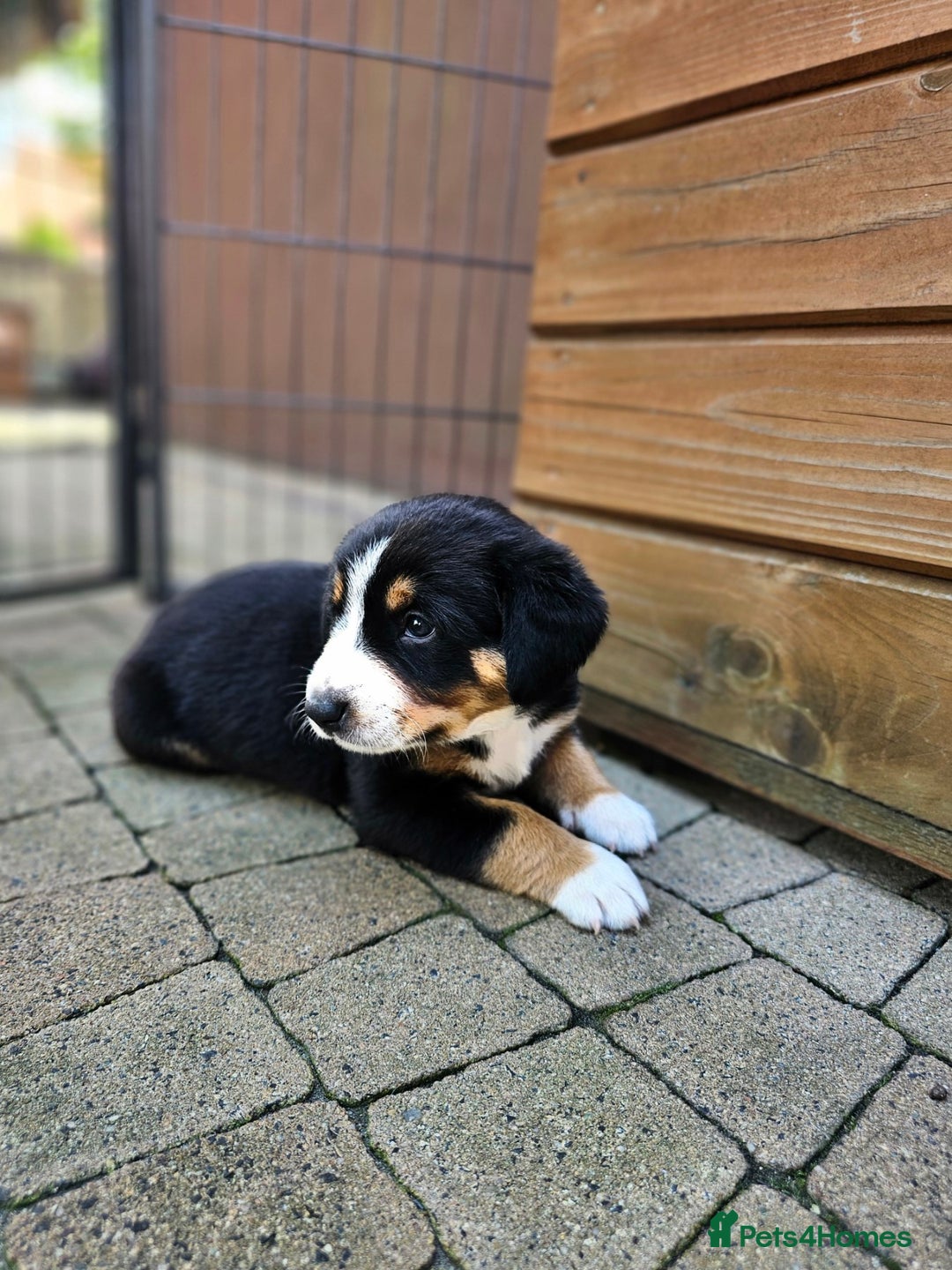 Entlebucher Mountain Dog dogs for sale: Entlebucher Mountain Dog - Image 24
