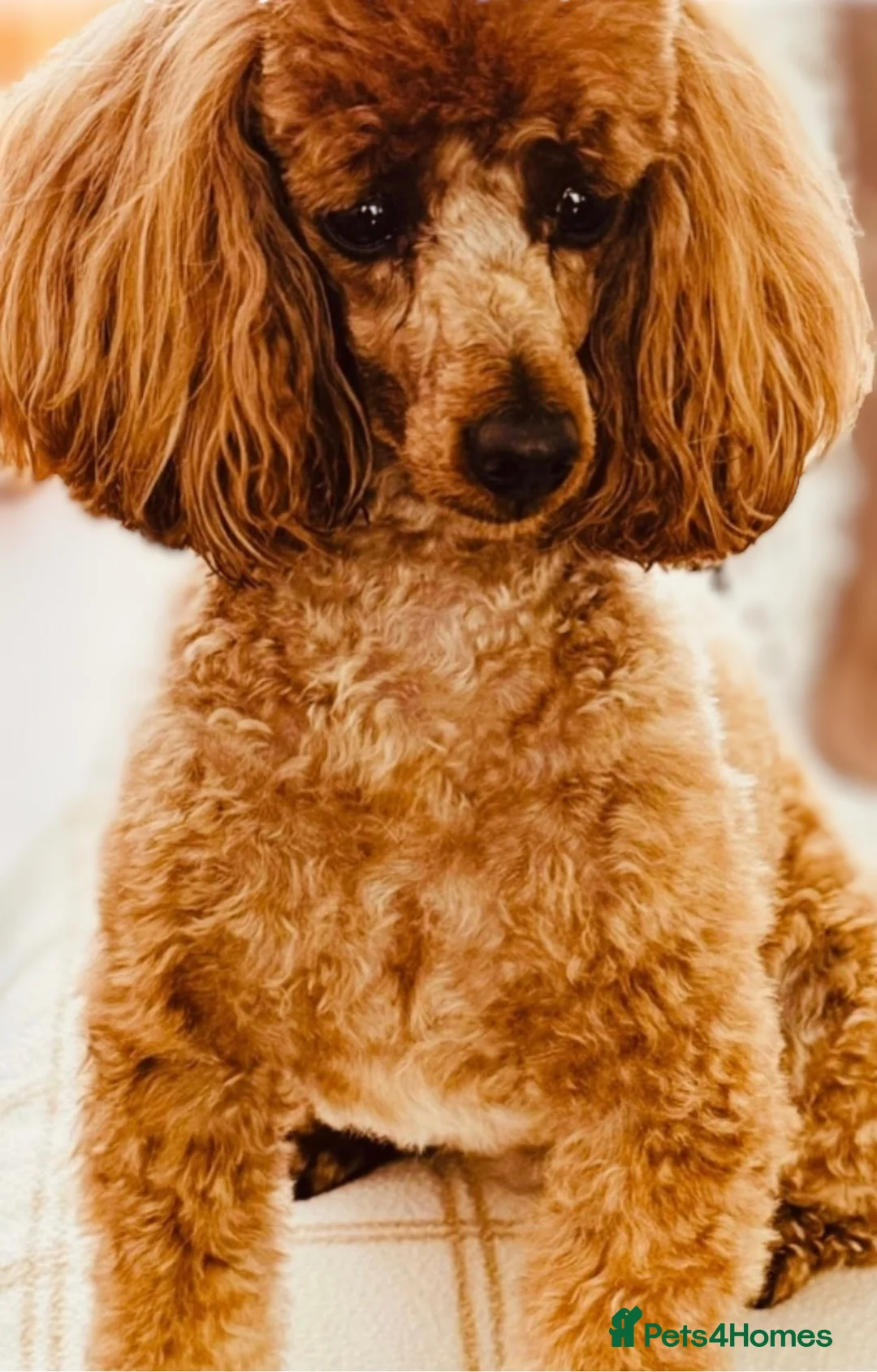 Toy Poodle dogs for stud: TOY & MINIATURE BOY'S FOR STUD  in Iver - Advert 15