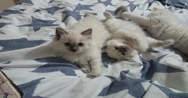 Ragdoll cats - Advert 4