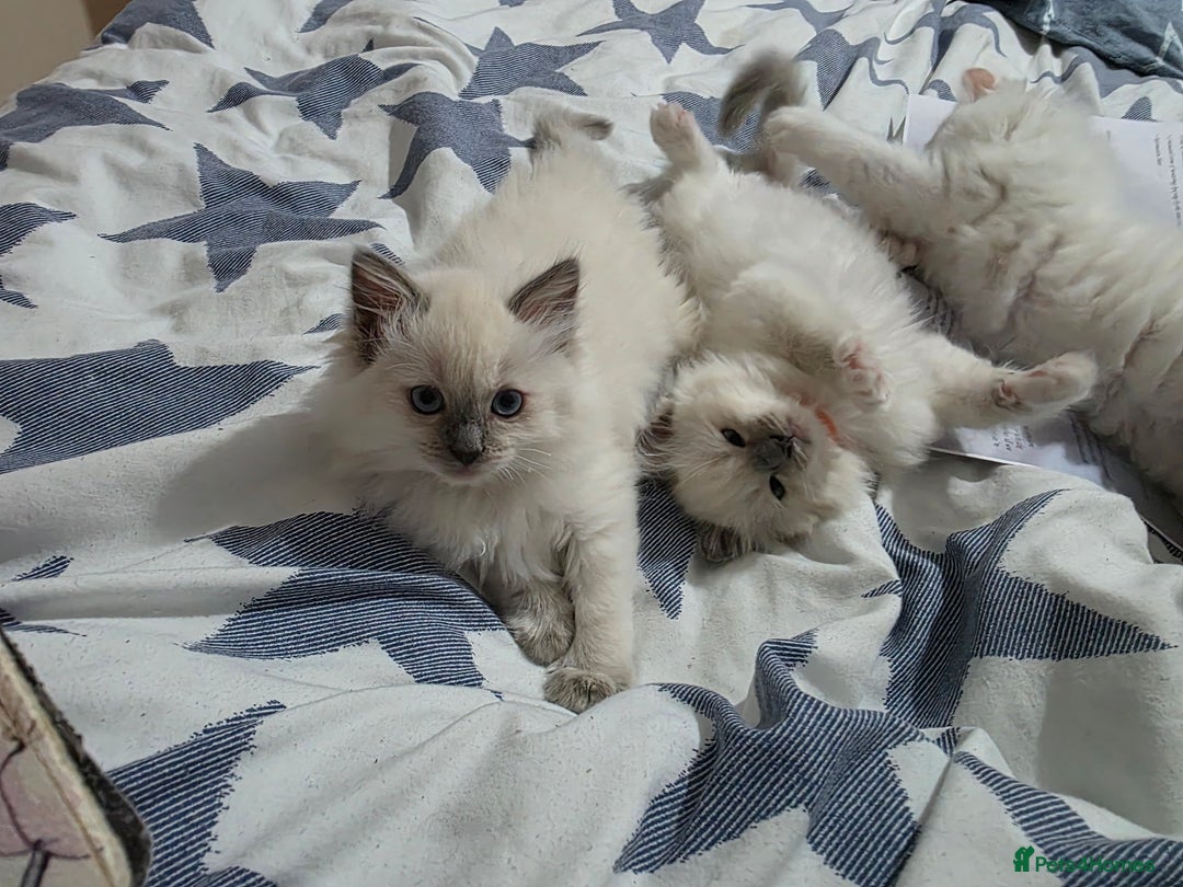 Ragdoll cats for sale: GCCF REGISTERED RAGDOLL KITTENS  - Advert 4