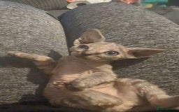 Sphynx cats for sale: Sphyx  - Image 2