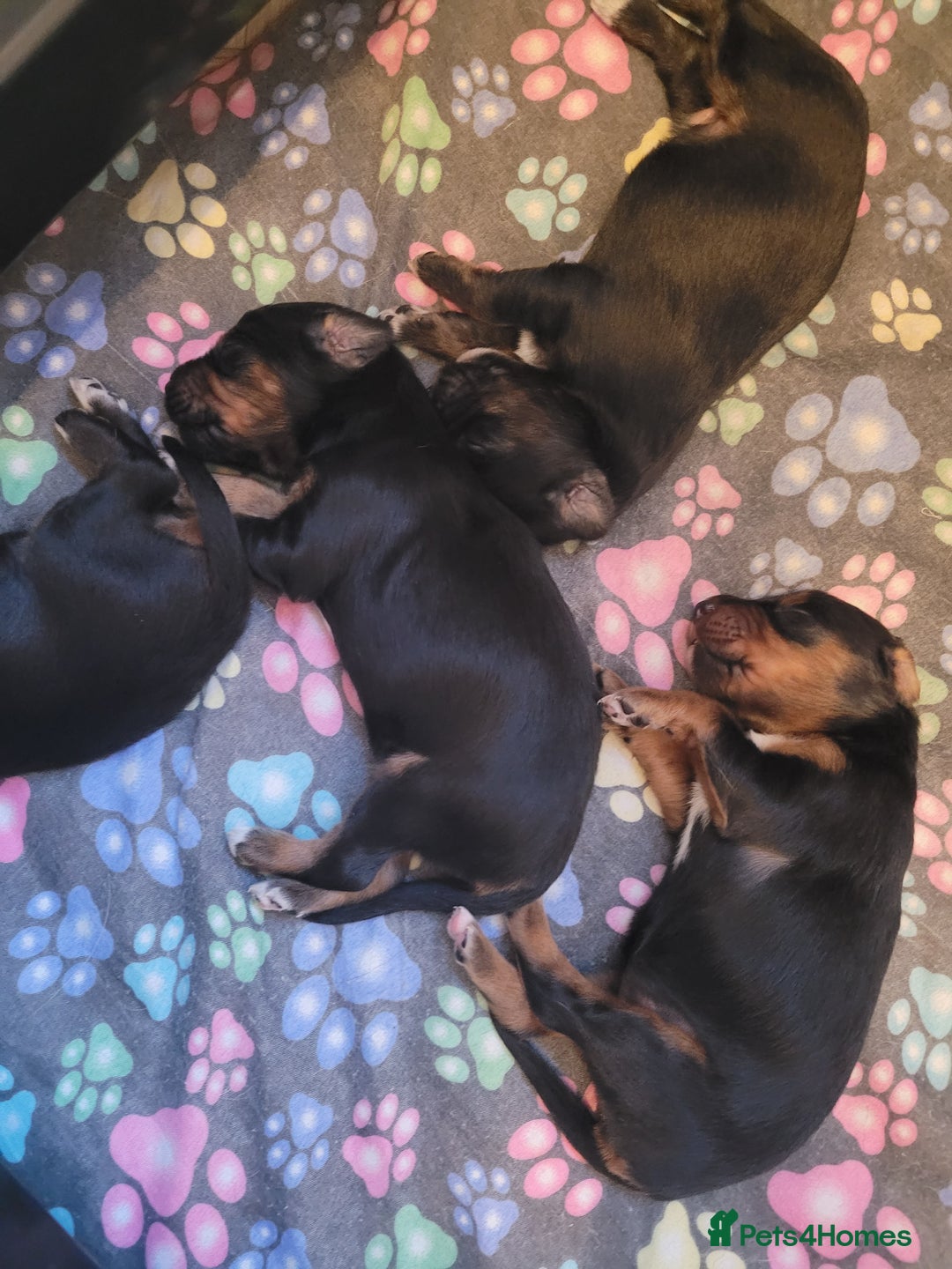 Mixed Breed dogs for sale: Border collie x irish/red setter puppies - Image 18