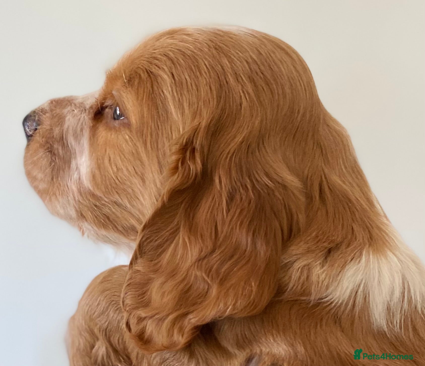 Cocker Spaniel dogs SUPERB KC WORKING COCKERS **HEALTH CHECKED** - Advert 2