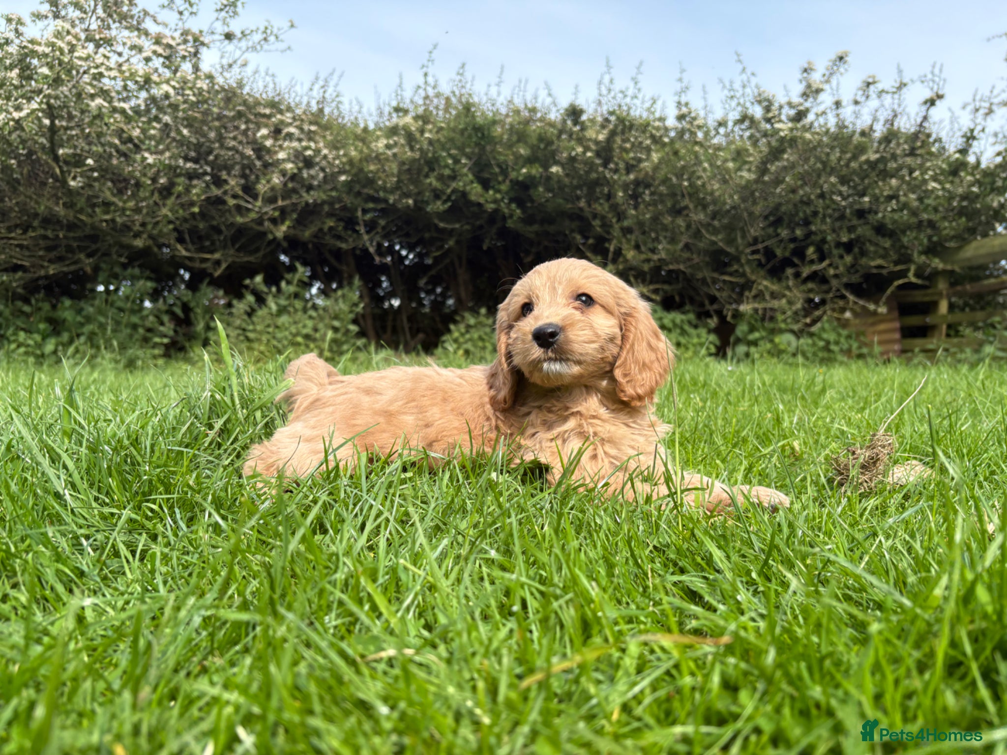 Cockapoo dogs F1 cockapoo puppies - Advert 4