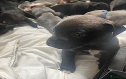 Staffordshire Bull Terrier dogs for sale: Original "Old-Blood" Black/Blue Staff pups *RARE* - Image 6