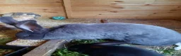 Continental Giant rabbits for sale: Beautiful Pure Giant Continentals Babies - Advert 24