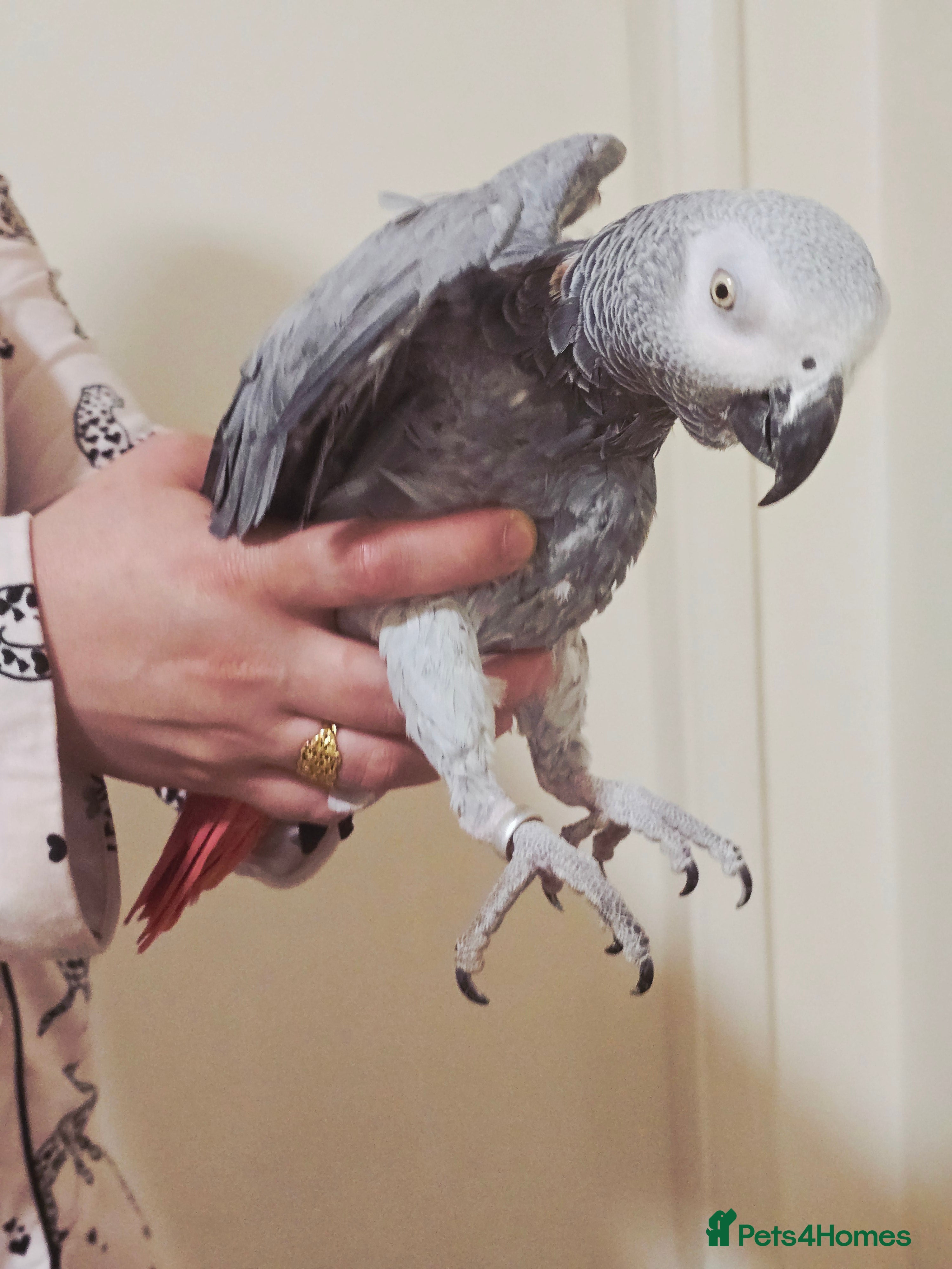 Parrots birds African Grey Parrot. - Advert 1