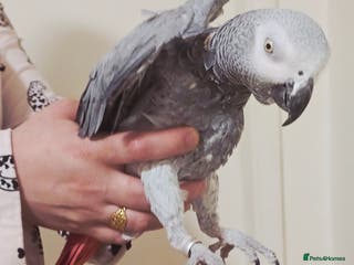 Parrots birds African Grey Parrot. - Advert 1