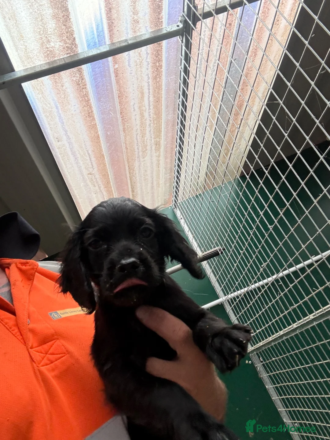 Cocker Spaniel dogs for sale: Cocker spaniel  - Advert 2