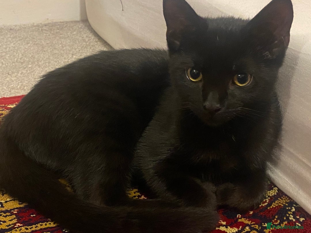 British Shorthair cats for sale: Playful British Shorthair Kitten- 6 months old - Advert 1