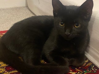 British Shorthair cats Playful British Shorthair Kitten- 6 months old - Advert 2